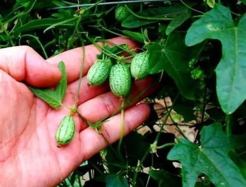 广西种植什么项目最赚钱,2018年种植什么最赚钱