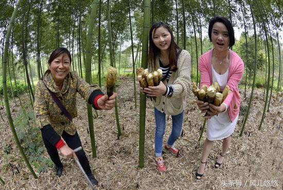 罗汉竹竹笋的功效与作用,毛竹麻竹箭竹楠竹的区别
