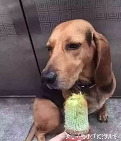 狗狗贪吃怎么训练,金毛狗狗挑食怎么办