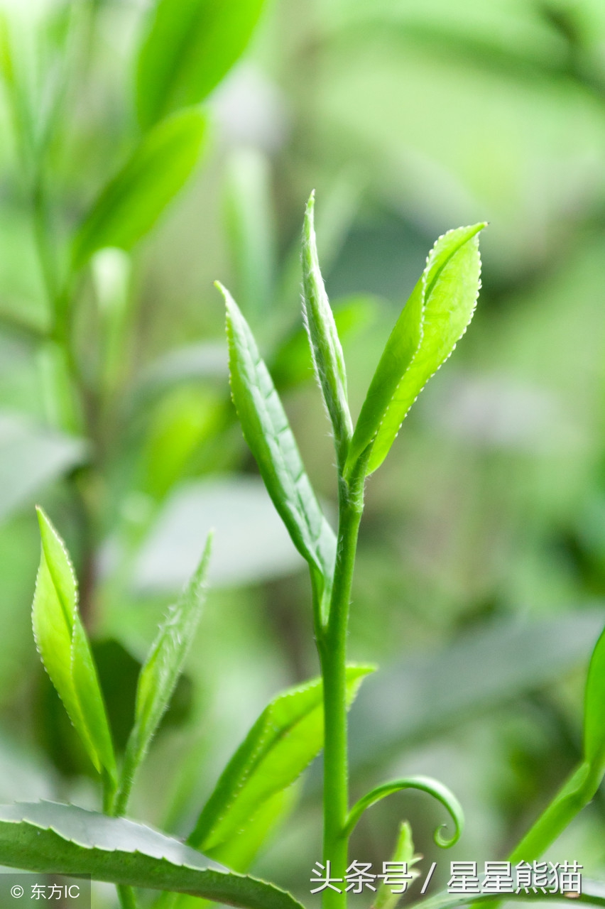 信阳毛尖浑浊好还是清澈好,铁皮石斛的功效与作用