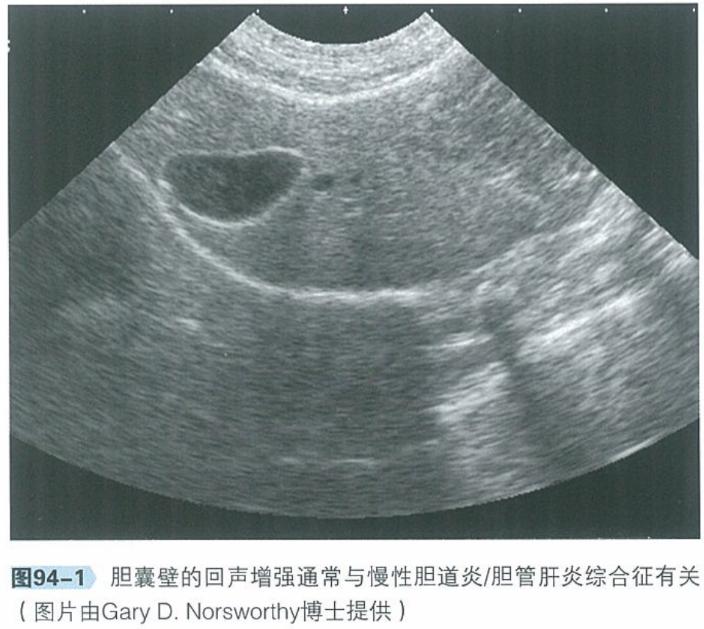 宠物猫呕吐该怎么治疗好,犬猫常见的呕吐原因有哪些