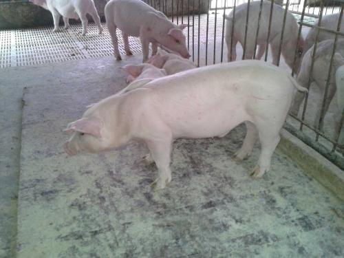 口蹄疫最佳防控方案,口蹄疫防控工作思路