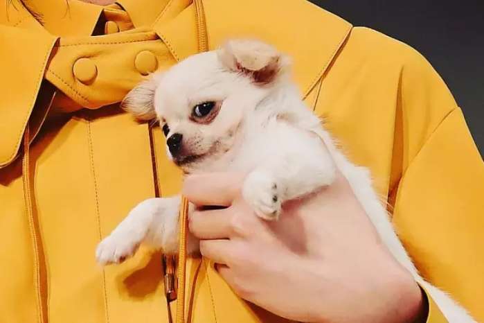 抱着狗狗走秀,抱着狗狗模特走秀视频