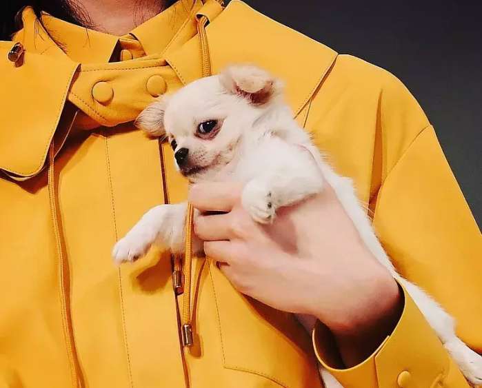 抱着狗狗走秀,抱着狗狗模特走秀视频