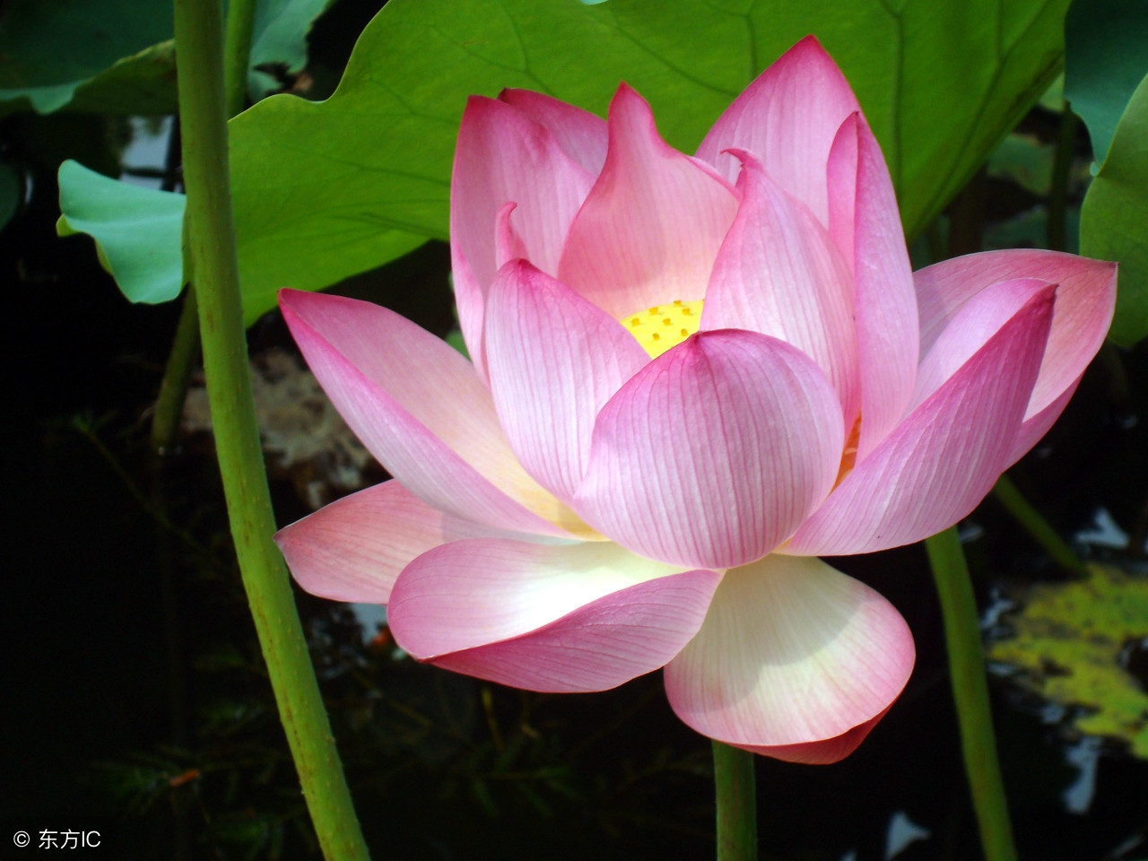 优美的带花的诗句,超惊艳的带花诗句