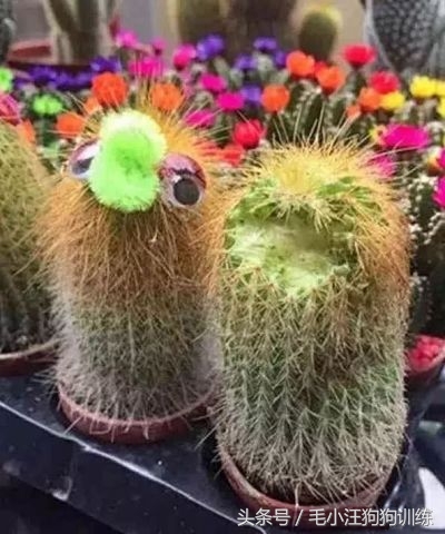 狗狗贪吃怎么训练,金毛狗狗挑食怎么办