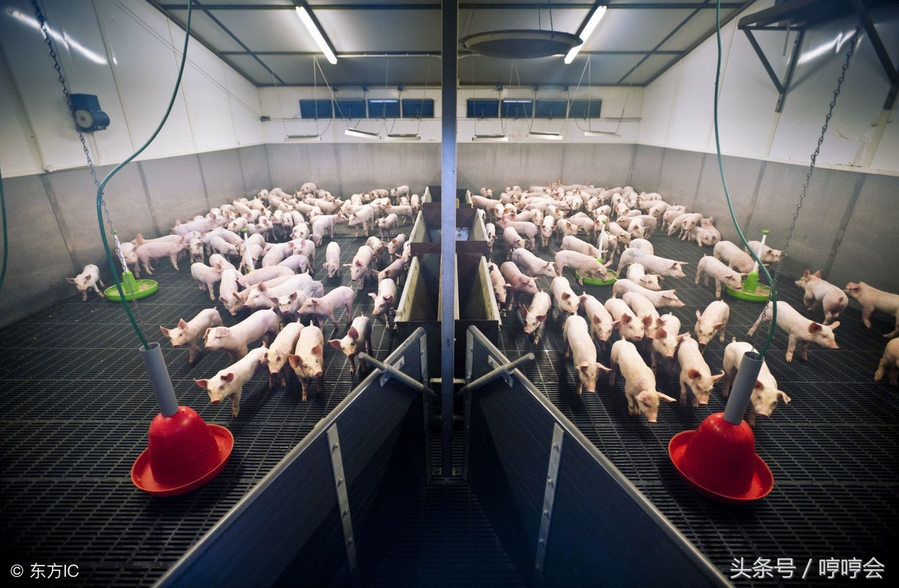 断奶仔猪的6大生理特点