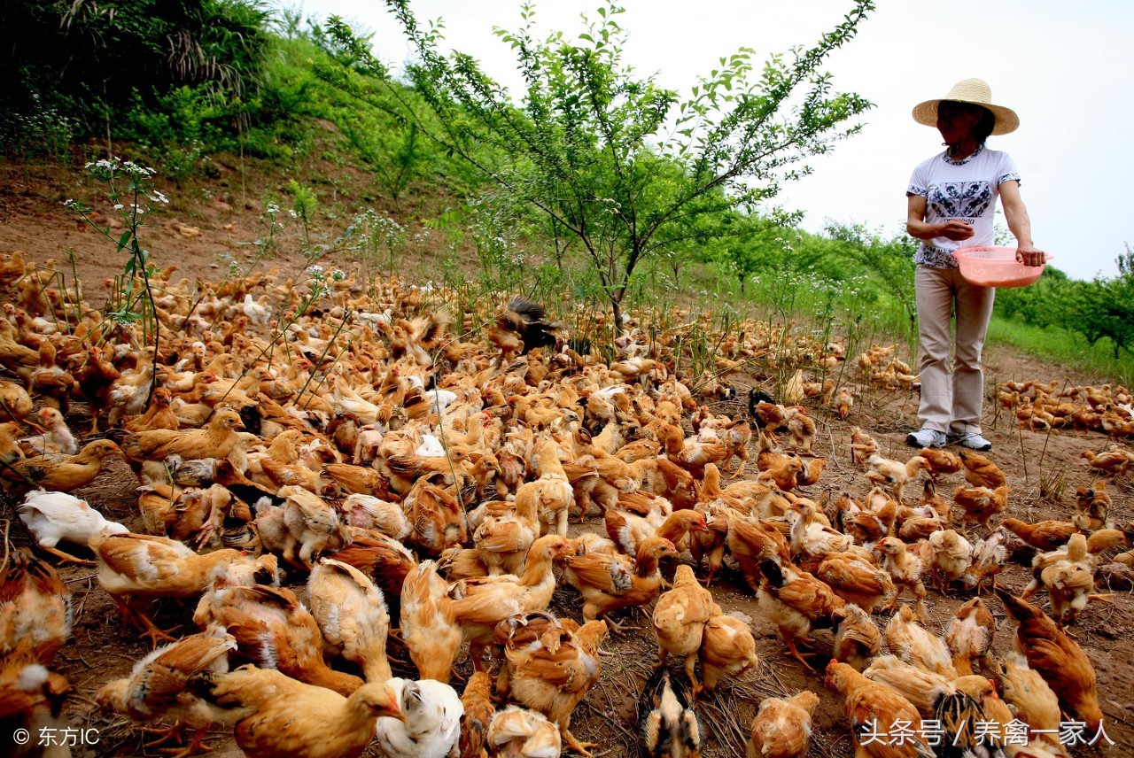 养鸡的常见病及治疗,养鸡呼噜咳嗽