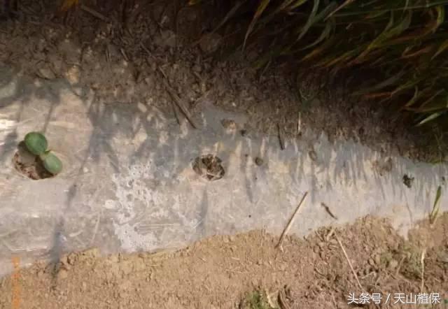 西瓜对二甲戊灵敏感吗,二甲戊灵西瓜地能用吗