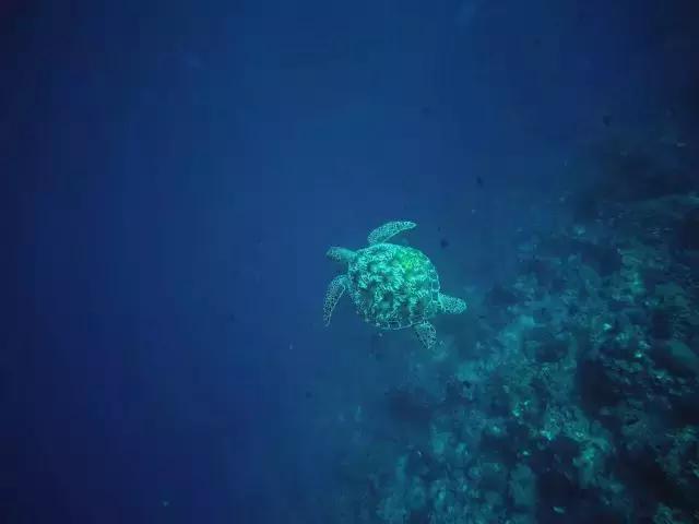 美娜多11月,为你还原真实燕窝