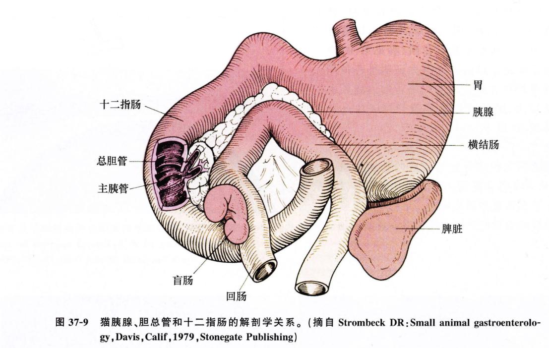 宠物猫呕吐该怎么治疗好,犬猫常见的呕吐原因有哪些
