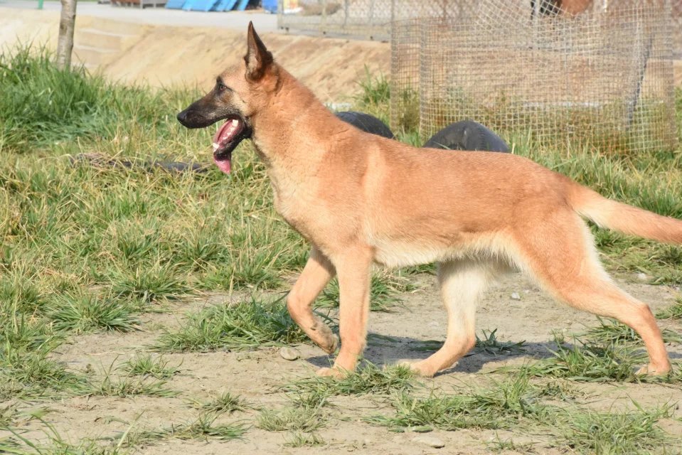 训练马犬科目和实际科目，马犬基础科目训练