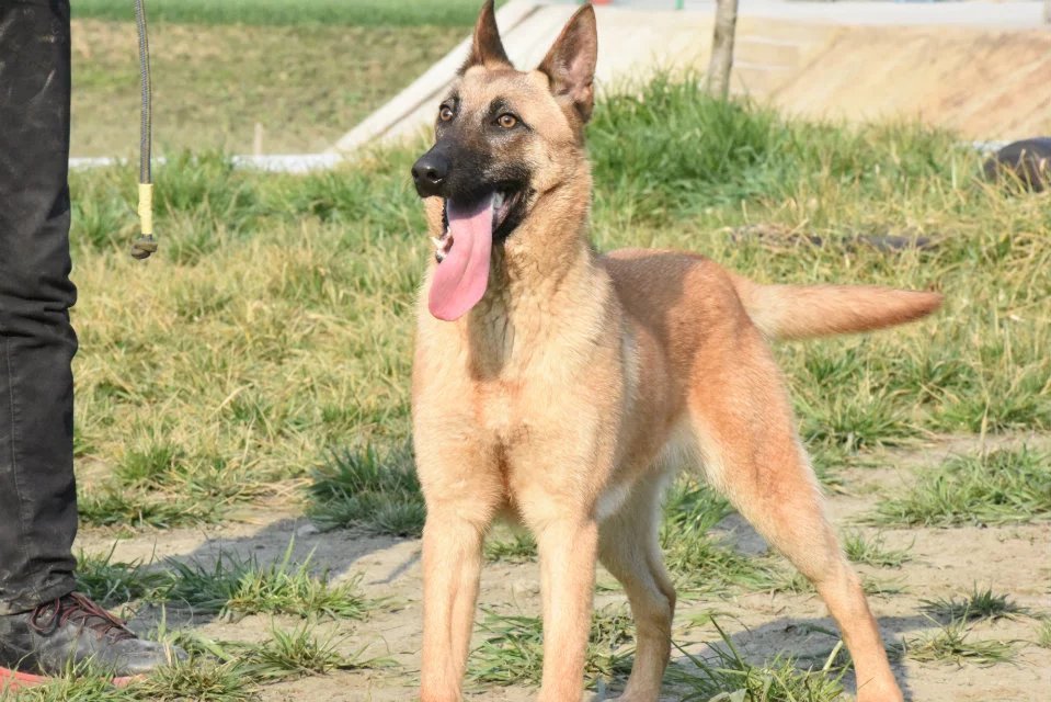 训练马犬科目和实际科目，马犬基础科目训练