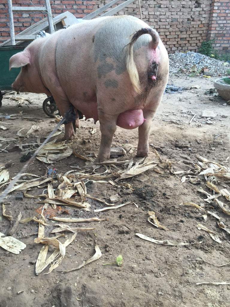 口蹄疫最佳防控方案,口蹄疫防控工作思路