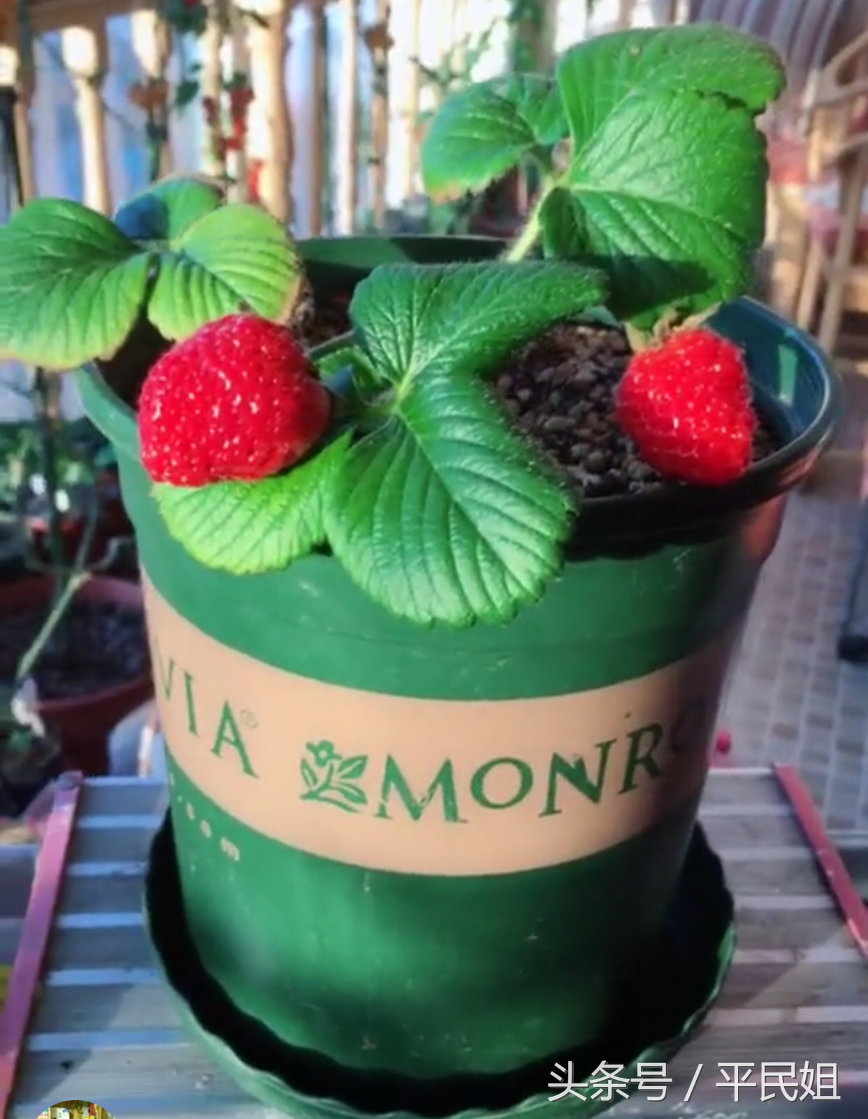 平民姐阳台种草莓,39假种子坑人种下草莓收获杂草你中招了吗