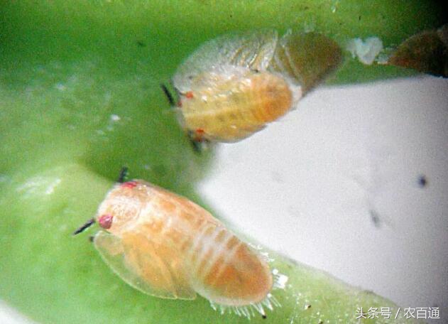 想要预防黄龙病，必先要治木虱！柑橘木虱发生规律与防治|解析