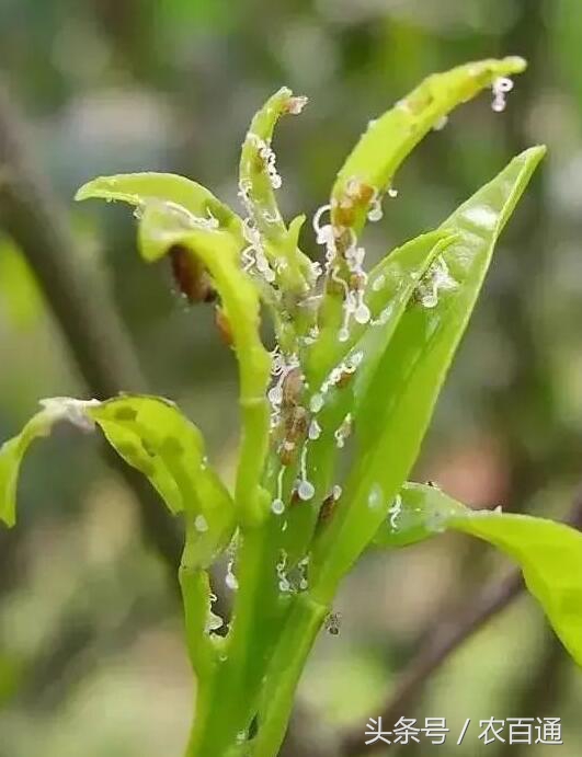 想要预防黄龙病，必先要治木虱！柑橘木虱发生规律与防治|解析