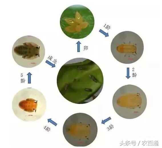 想要预防黄龙病，必先要治木虱！柑橘木虱发生规律与防治|解析