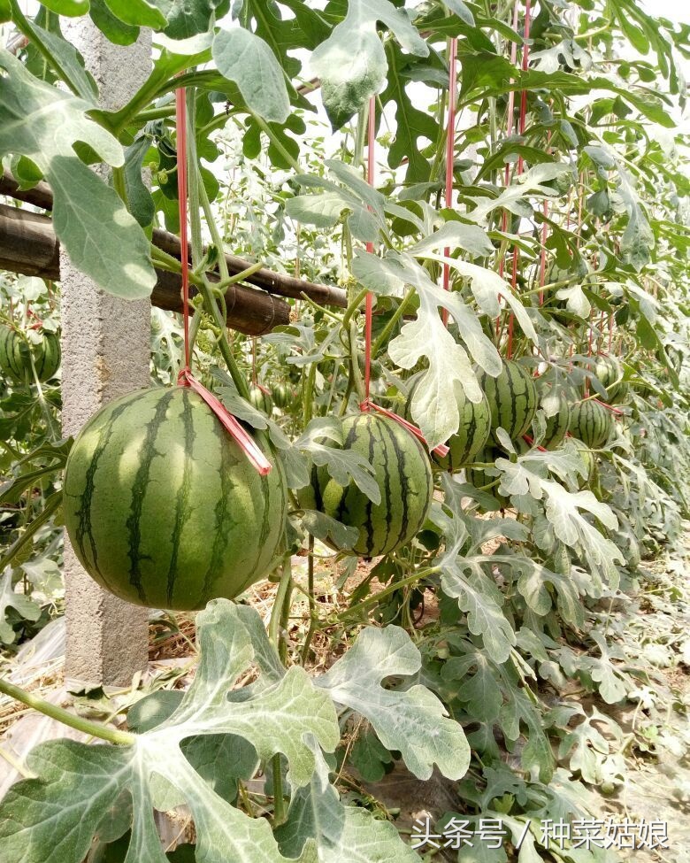 种植西瓜的方法与技术去哪里学,种植小西瓜技巧视频