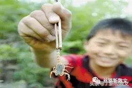 为蒙冤千年的蝎子平反