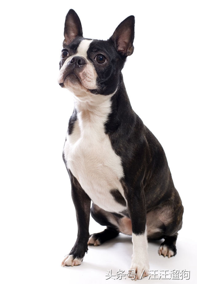 每日一狗搞笑,每日一狗二哈最新视频