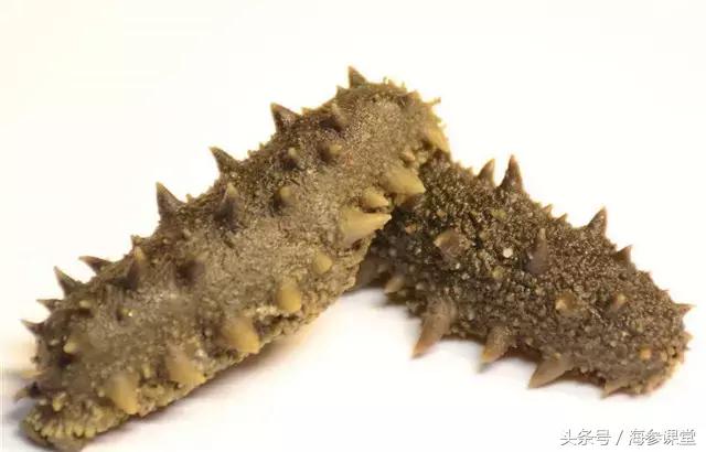 海参产地哪里最好吃,海参产地大揭秘哪里海参最好