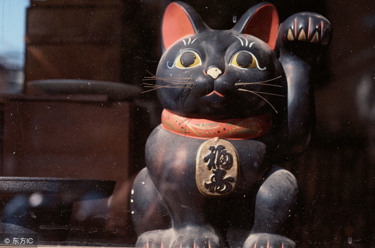 壁虎的知识有哪些,壁虎知识