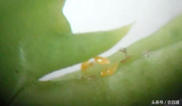 想要预防黄龙病，必先要治木虱！柑橘木虱发生规律与防治|解析