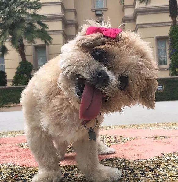 励志狗狗电影感人故事,励志狗狗逆天改命