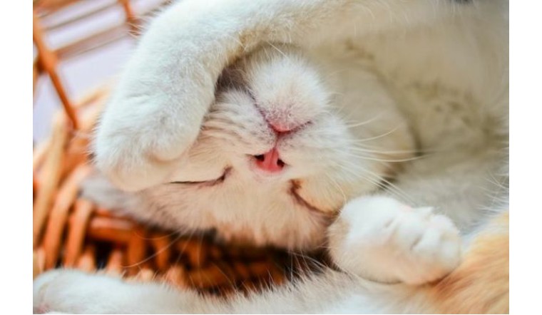 【干货】如何判断家中母猫是否急于脱单