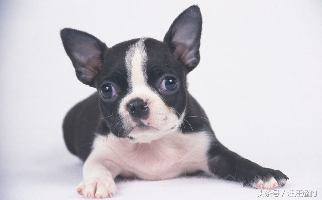 每日一狗搞笑,每日一狗二哈最新视频