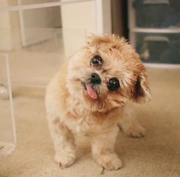 励志狗狗电影感人故事,励志狗狗逆天改命