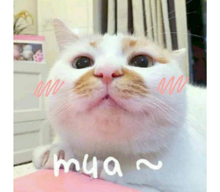 【干货】如何判断家中母猫是否急于脱单