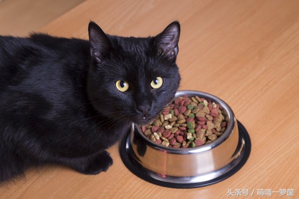 猫咪换主人不吃饭怎么办,猫咪好几天都不吃饭了怎么办