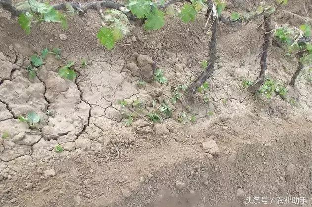 如何养好葡萄树苗,如何养好葡萄的根