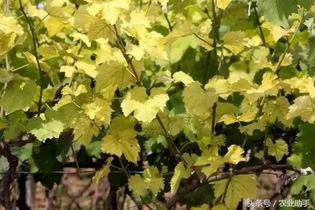 如何养好葡萄树苗,如何养好葡萄的根