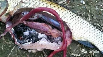 预防鱼肠炎最有效的方法,鱼类肠炎特效药