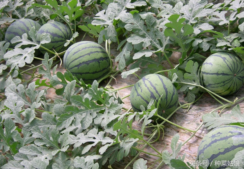 种植西瓜的方法与技术去哪里学,种植小西瓜技巧视频