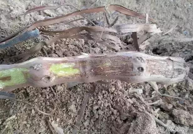 如何养好葡萄树苗,如何养好葡萄的根