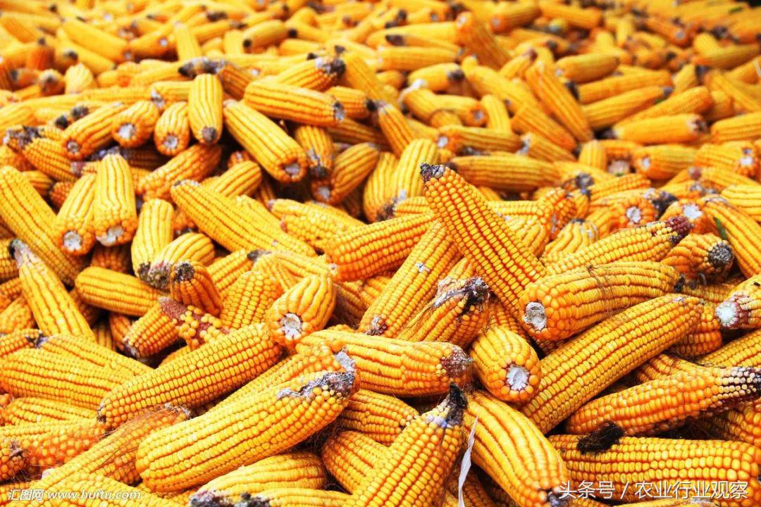 近期粮价下跌是怎么回事还会涨吗,粮价未来走势如何