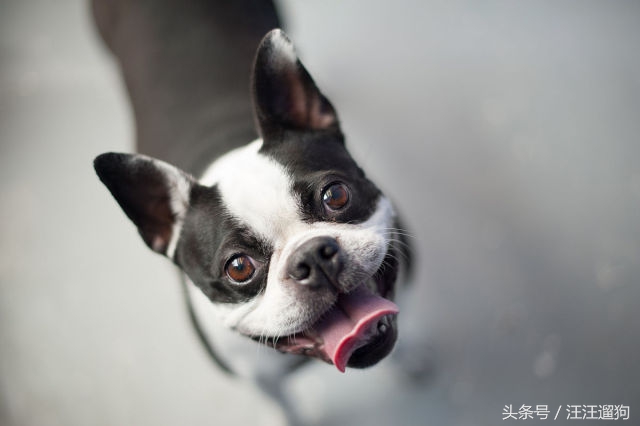 每日一狗搞笑,每日一狗二哈最新视频