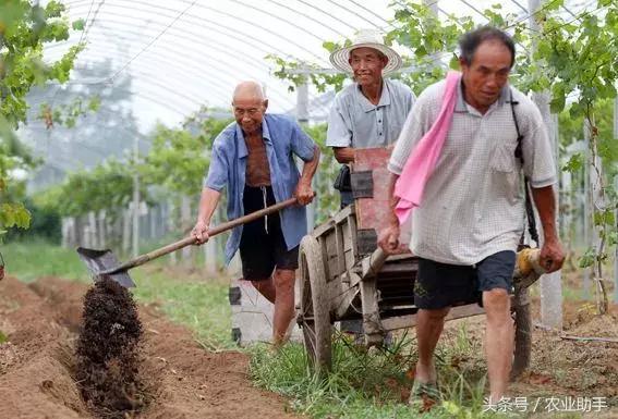 如何养好葡萄树苗,如何养好葡萄的根