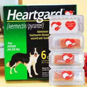 犬心丝虫怎么预防的,犬心丝虫病症状有哪些