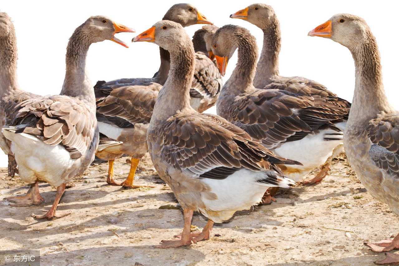 产蛋高峰料量是多少,产蛋高峰后关注什么