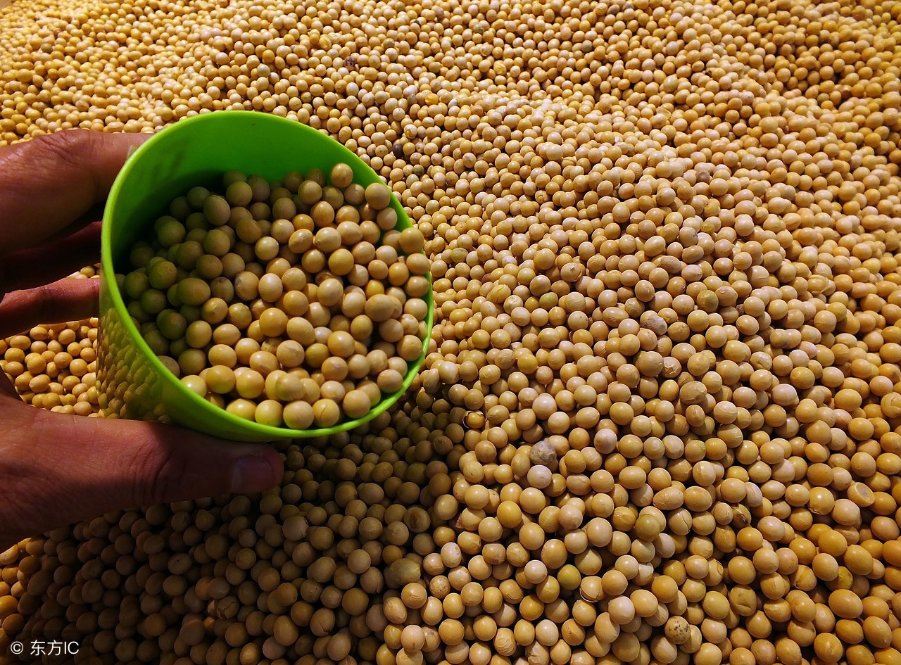 浅谈大豆,我爱农作物