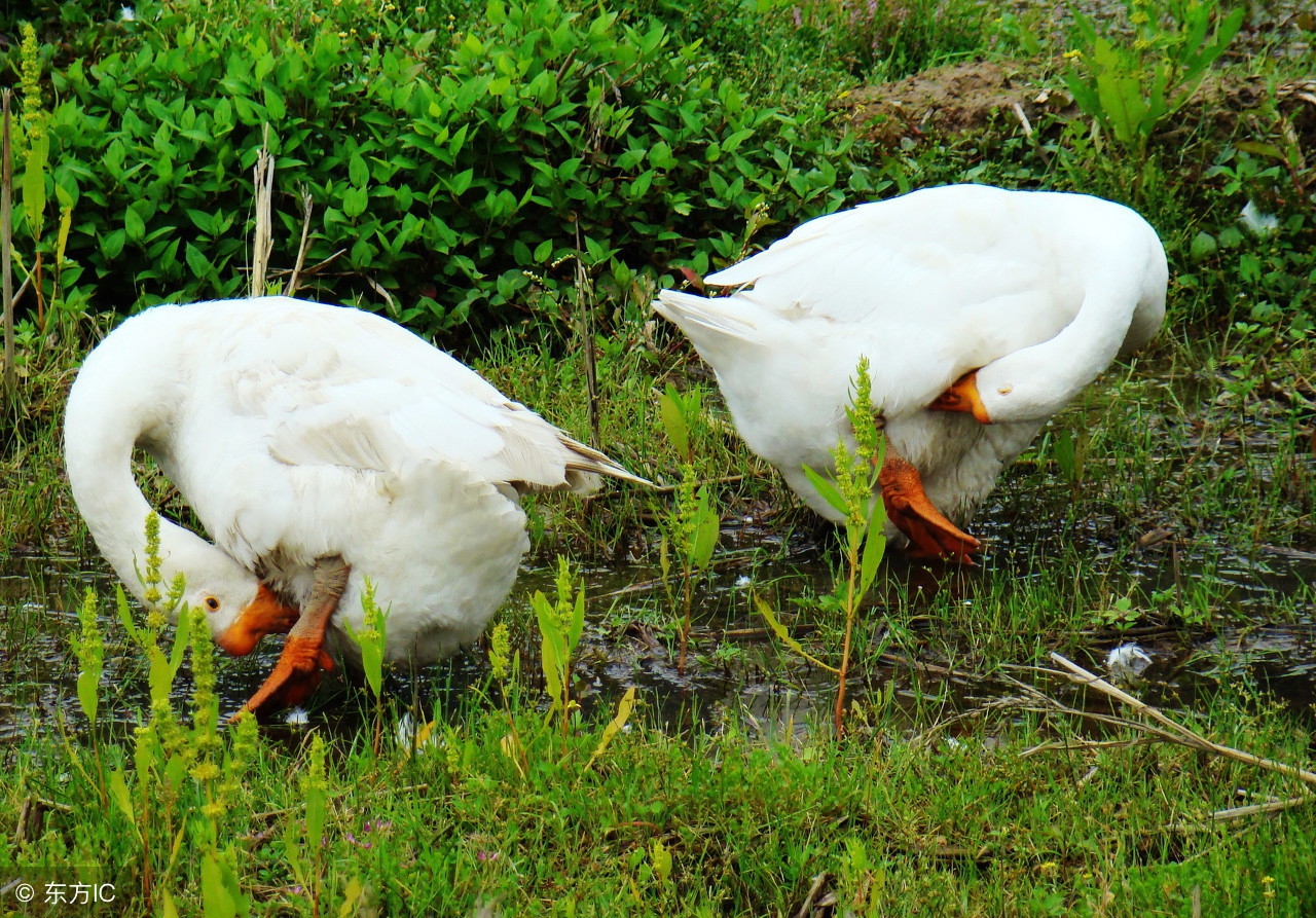 产蛋高峰料量是多少,产蛋高峰后关注什么