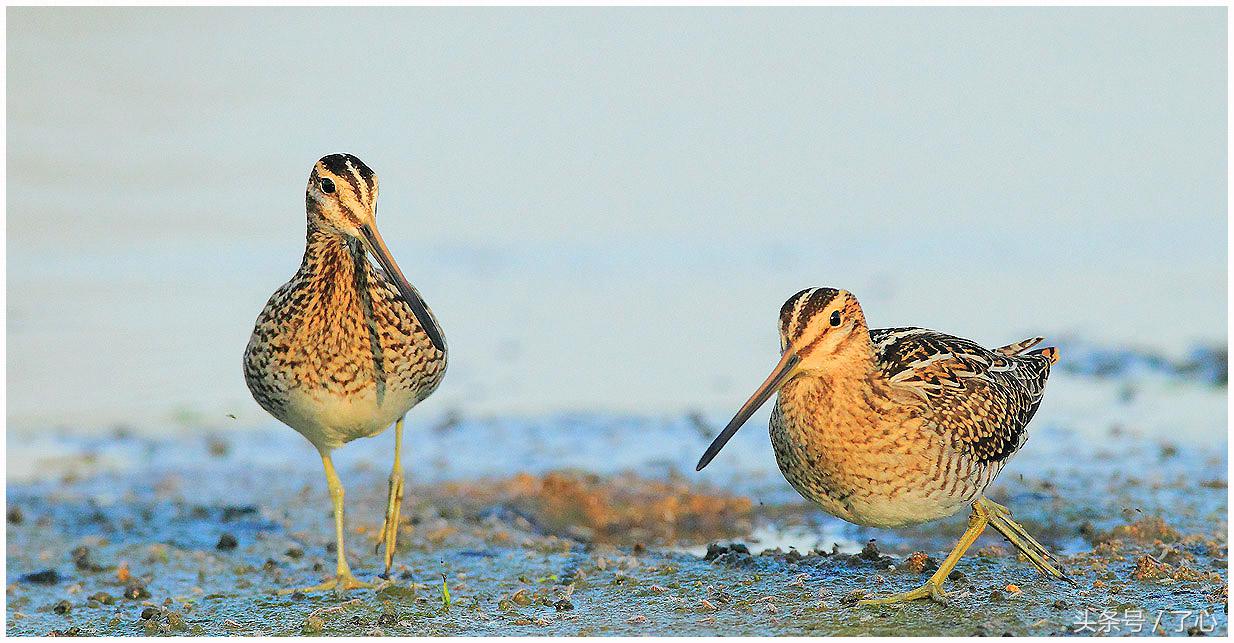 扇尾沙锥几月好抓,扇尾沙锥图片