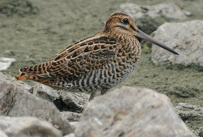 扇尾沙锥几月好抓,扇尾沙锥图片
