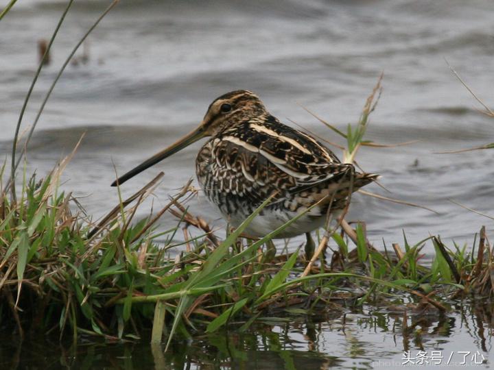 扇尾沙锥几月好抓,扇尾沙锥图片