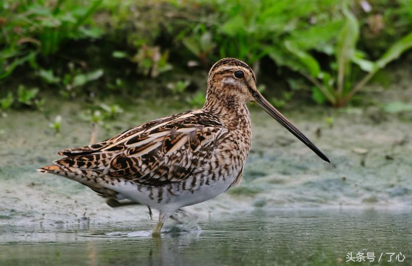 扇尾沙锥几月好抓,扇尾沙锥图片